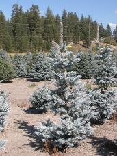 Colorado Spruce